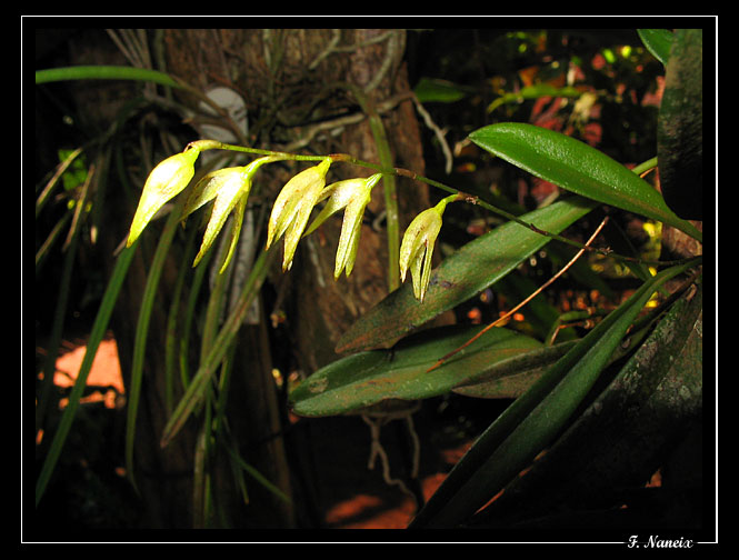pleurothallis-linearifolia.jpg