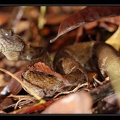 Borthrops