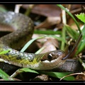 Liophis 05