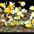 Papillons-Iracoubo3