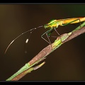 Phytophage-2