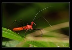 Reduviidae-X 1