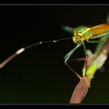 Reduviidae-X 2