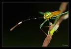 Reduviidae-X 2