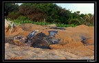 Tortue-luth-01