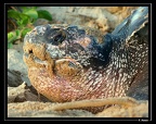 Tortue-luth-02