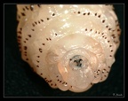 Ver-macaque 3