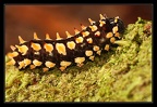 chenille-1