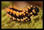 chenille-2