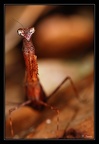 mante-1