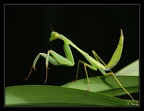 mante-2