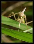 mante2