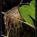 nid-de-colibri-0