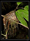 nid-de-colibri-0
