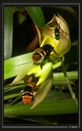 pollinisation-c-macrocarp1
