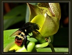 pollinisation-c-macrocarp2