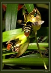 pollinisation-c-macrocarp3