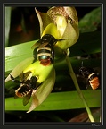 pollinisation-c-macrocarpum