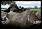 ranchsteelie 1