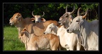 ranchsteelie 3