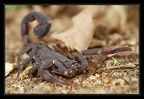 scorpion