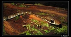 serpent-a-determiner