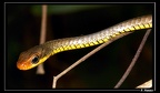 serpent-liane-01