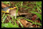 serpent-mange