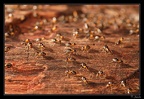 termites-chilibombo-1