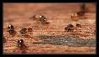 termites-chilibombo-2