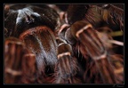 theraphosa