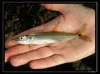 Acestrorynchus-microlepis