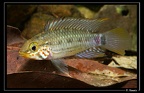 Apistogramma-gossei-m 00