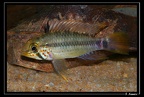 Apistogramma-gossei-m 01