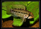 Apistogramma-gossei-m 02