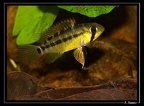 Apistogramma-gossei-mf00