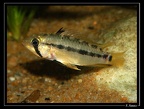 Apistogramma-gossei-mf000