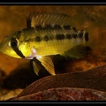 Apistogramma-gossei-mf01