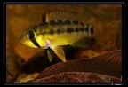 Apistogramma-gossei-mf01