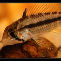 Apistogramma gossei-kouroua