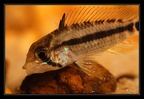 Apistogramma gossei-kouroua