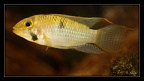 Apisto steindachneri colakr