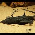 Aspredinidae Organabo-09