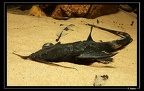 Aspredinidae Organabo-09