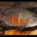 Astronotus-sp-kaw 2