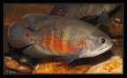 Astronotus-sp-kaw 2