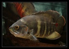 Astronotus-sp-kaw 7