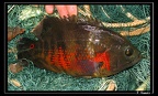 astronotus-capture