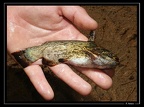 Parauchenipterus-galeatus--