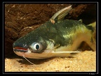 pseudauchenipterus-nodosus2